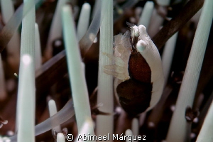 Squat Urchin Shrimp by Abimael Márquez 